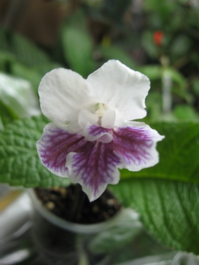 DS-Хорошее Настроение 400.jpg