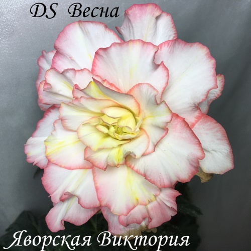 DS Весна — копия.JPG