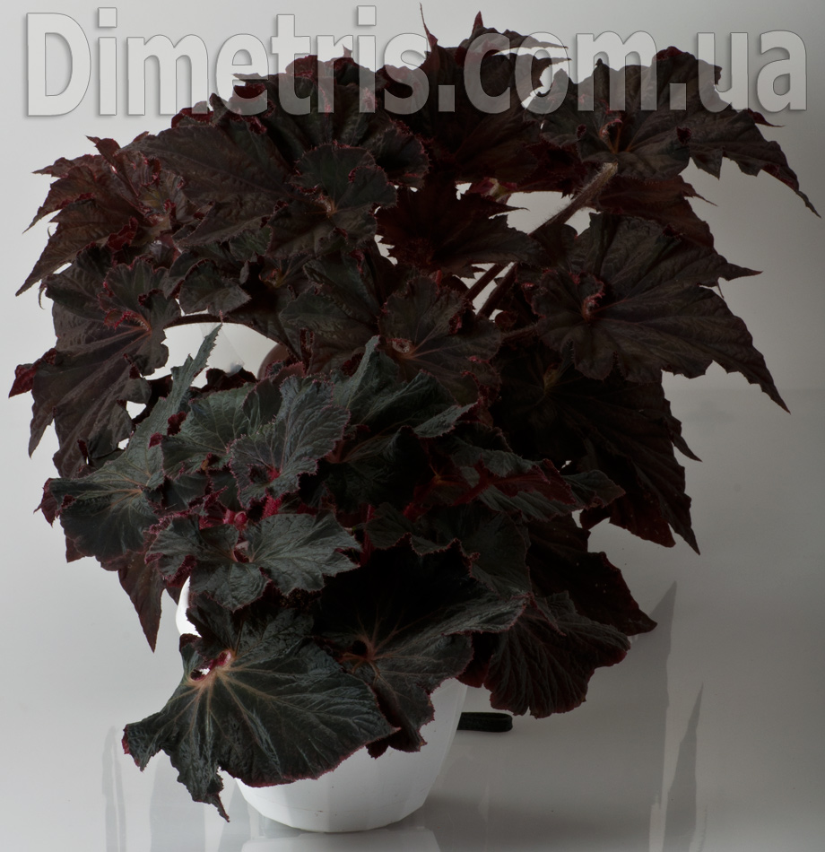 DS-Малефисента-и-DS-Южная-Ночь.jpg