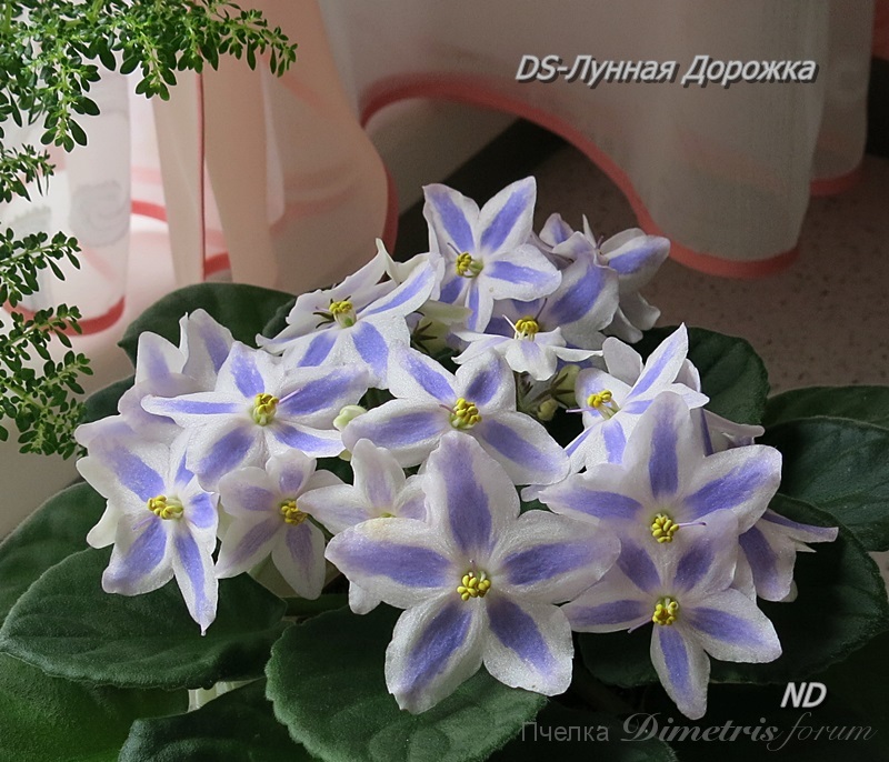 DS-Лунная Дорожка10.JPG