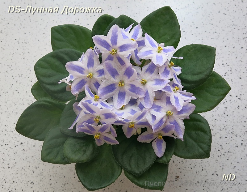 DS-Лунная Дорожка3.JPG