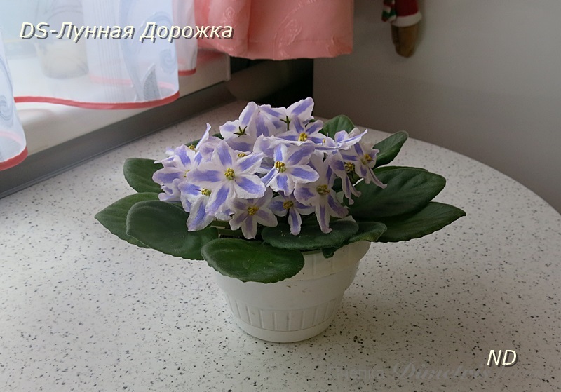 DS-Лунная Дорожка4.JPG