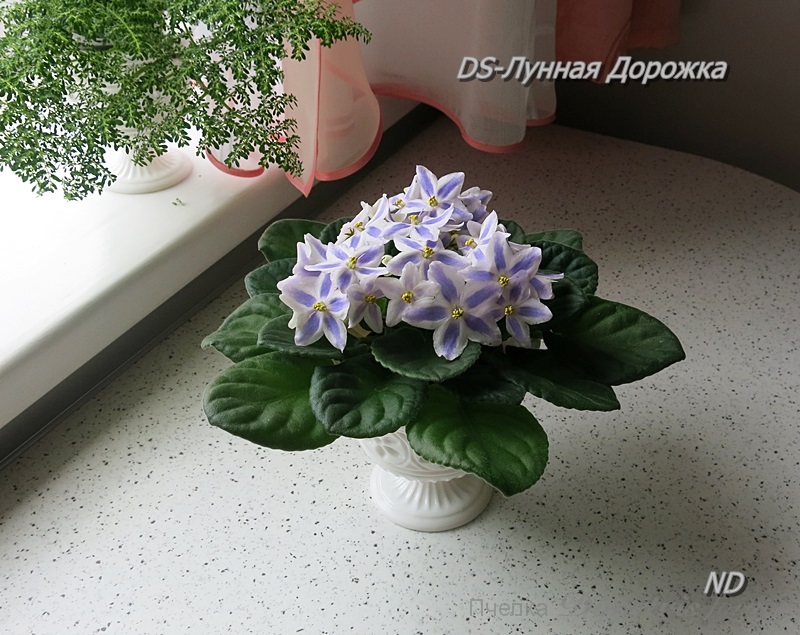 DS-Лунная Дорожка7.JPG