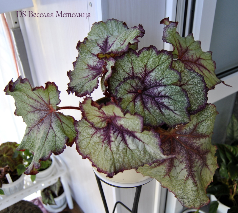 DS-Веселая Метелица.JPG