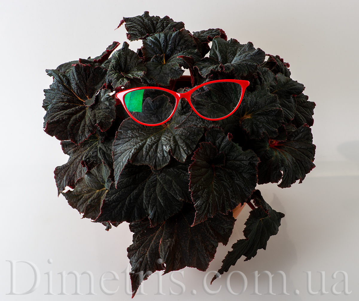 DS-Южная-Ночь_1.jpg