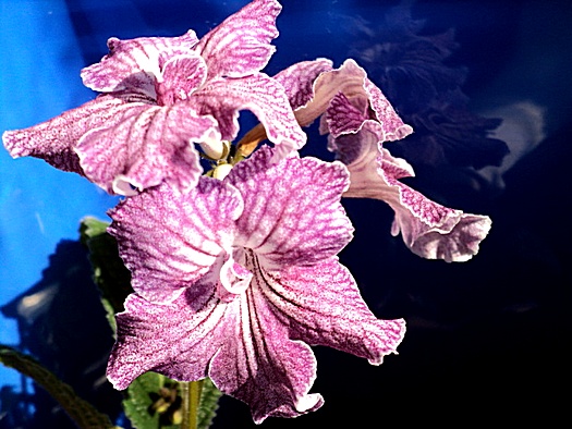 DS- Джайв красавчик.JPG