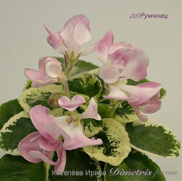 DS-Румянец2.JPG