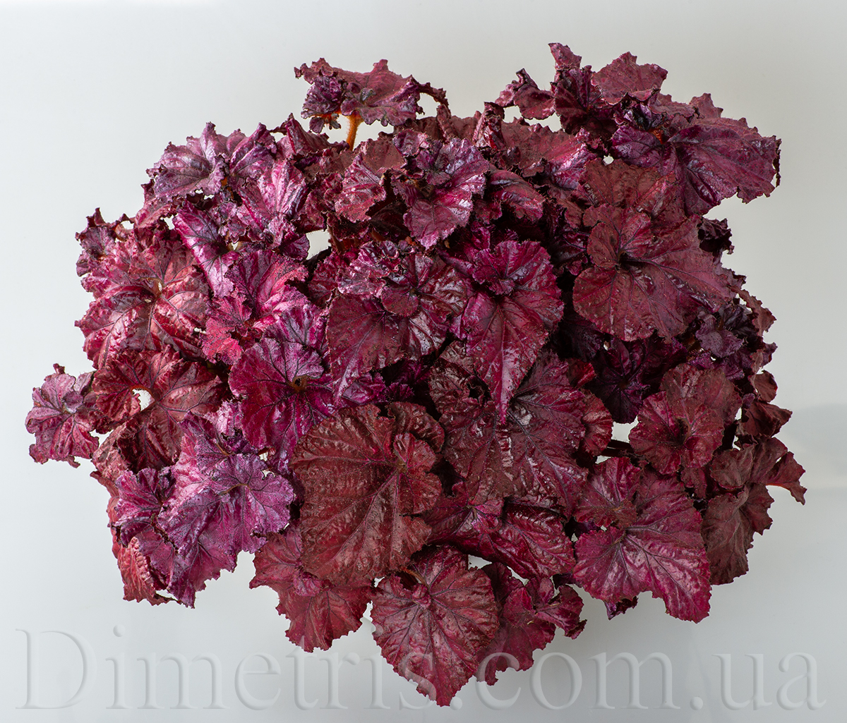 DS-Red-Diamond_3.jpg