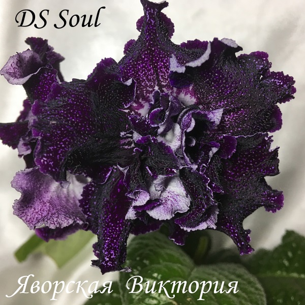 DS Soul — копия.JPG