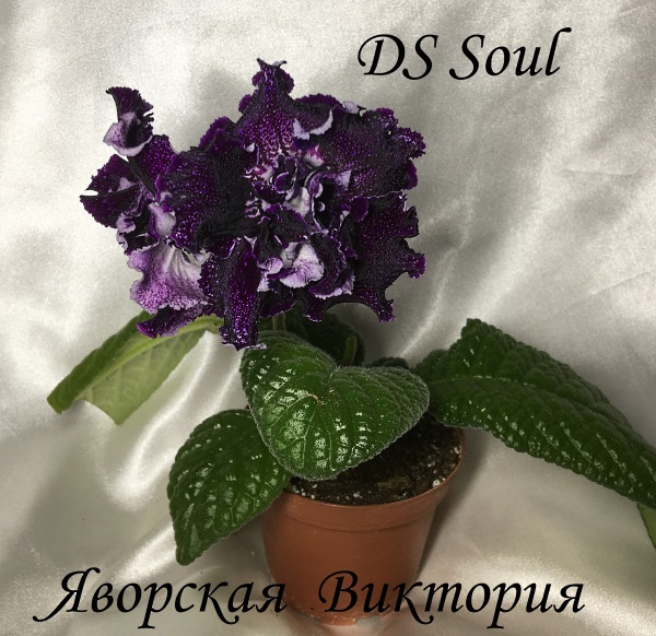 DS Soul розетка — копия.jpg