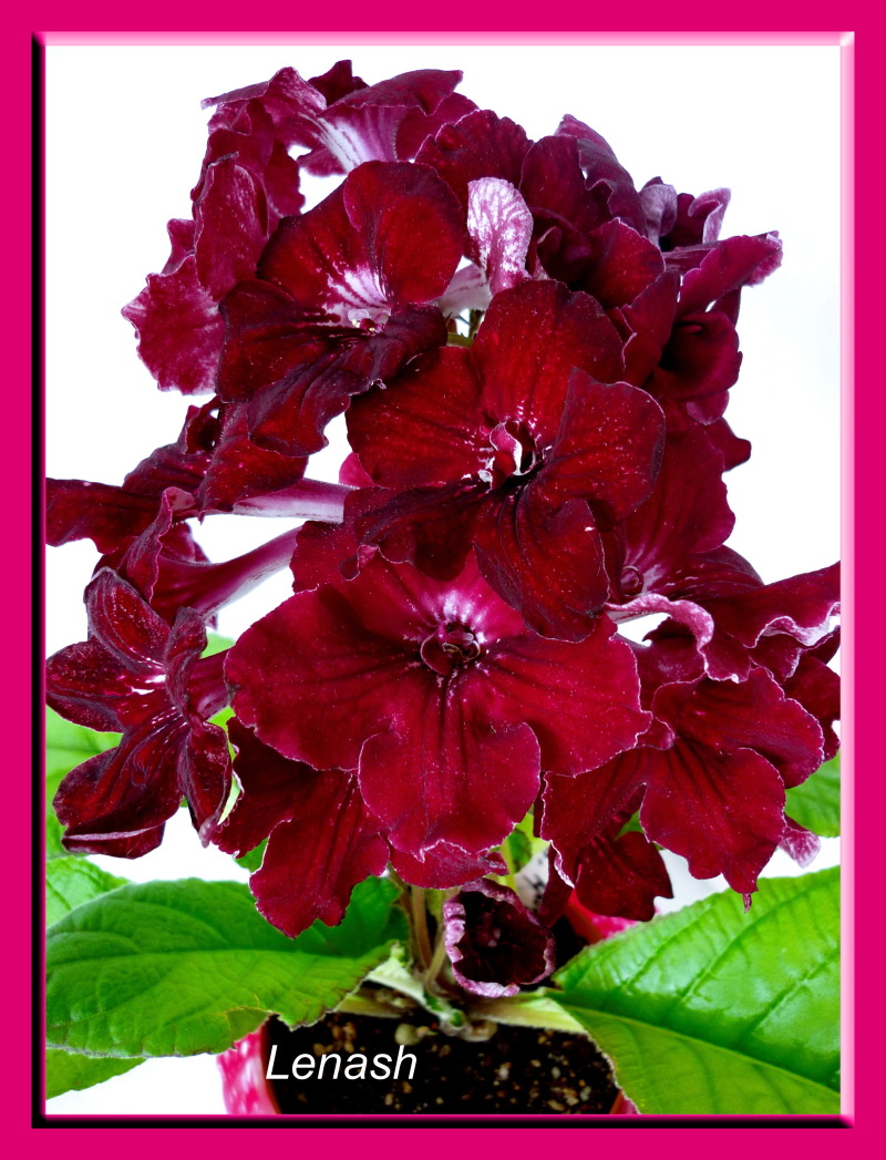 DS-КРОВАВАЯ РОЗА (113).JPG