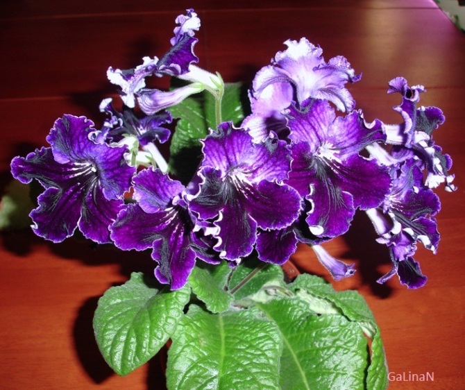 DS-Сибирь .jpg