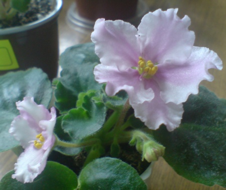 DSC00001.JPG