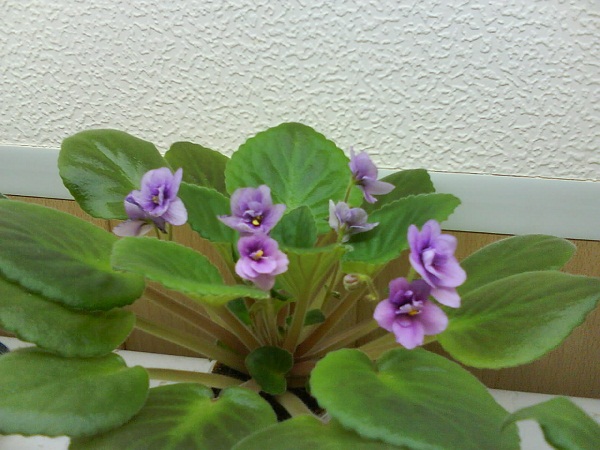 DSC00433.JPG