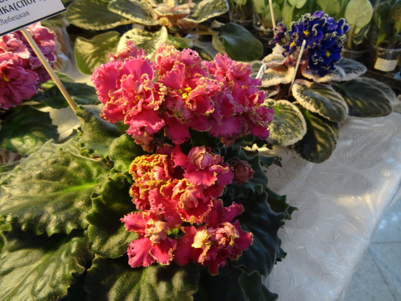 DSC00831.JPG