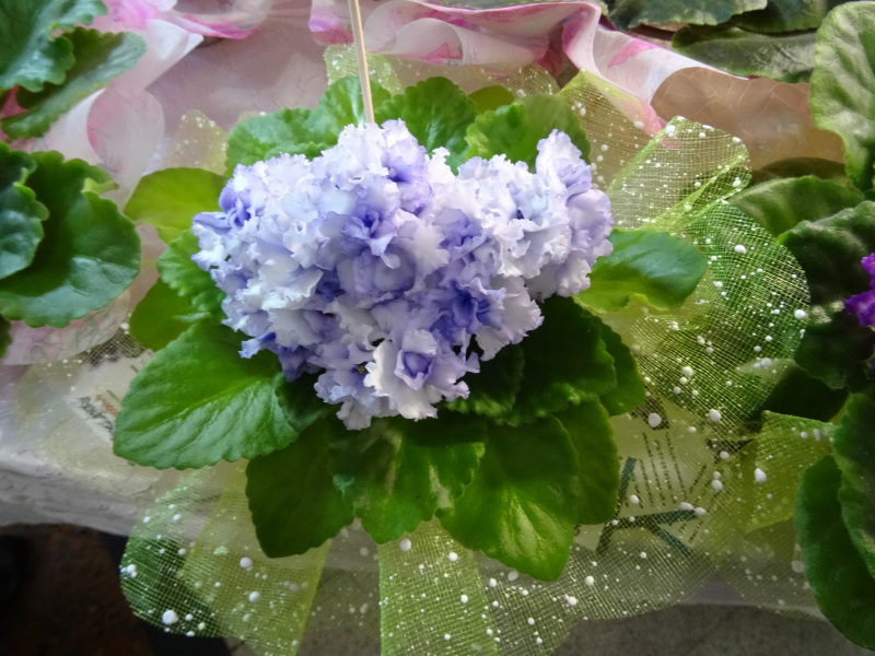 DSC00927.JPG