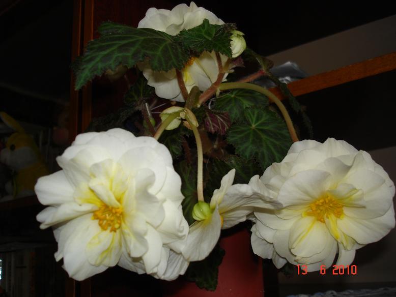 DSC00994.JPG