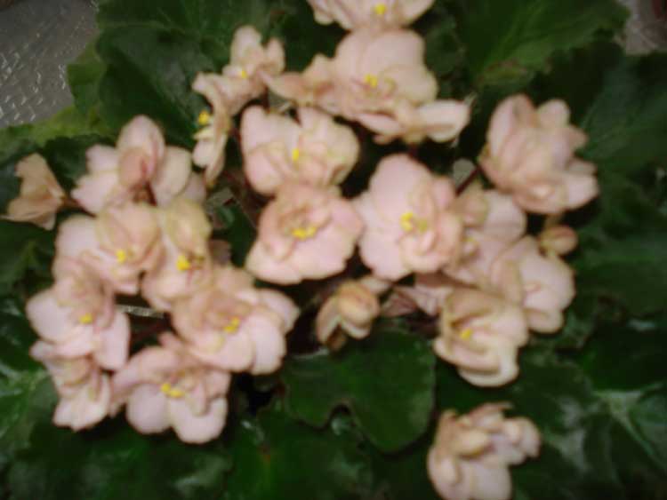 DSC01412.jpg