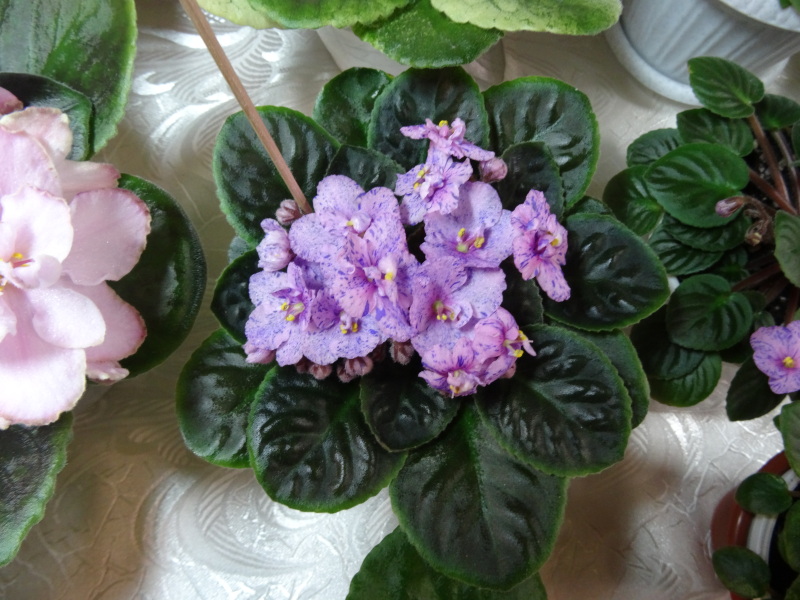DSC01505.JPG
