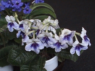 DSC01925_hf 8.jpg
