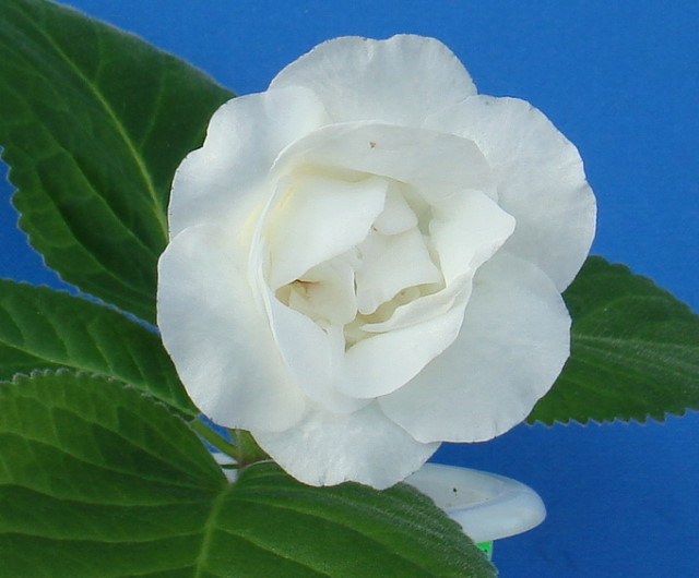 DSC01961.jpg