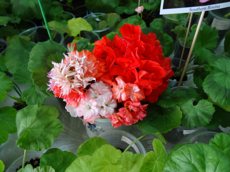 DSC01965.JPG