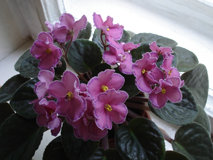 DSC02175а.JPG
