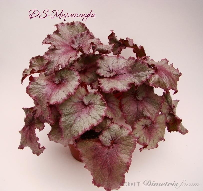 DSC02418 - копия.JPG