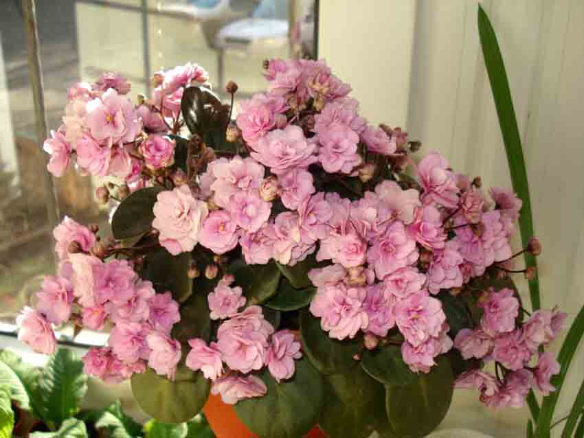 DSC02420у.jpg