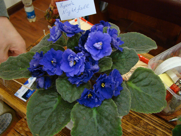 DSC02533.jpg