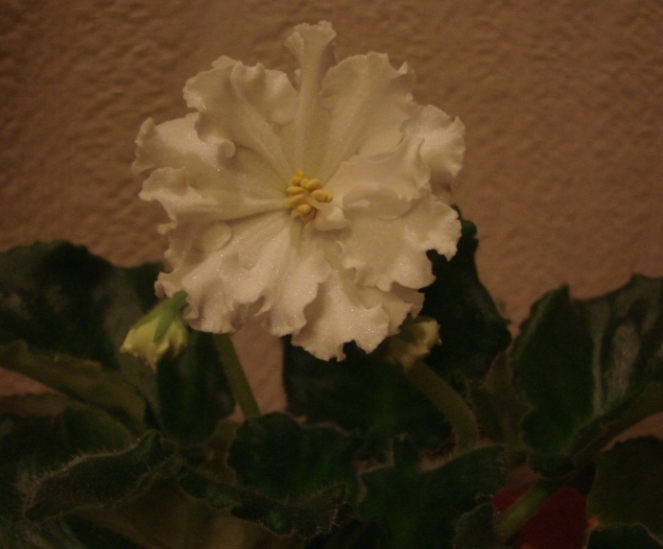 DSC02832.JPG