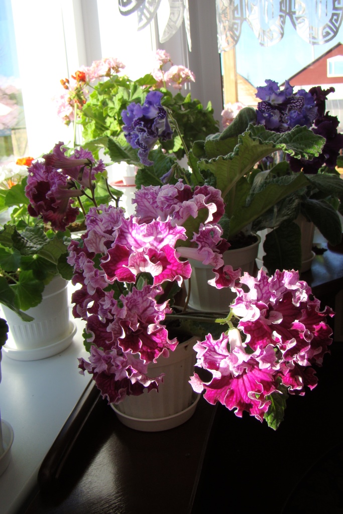 DSC02889.JPG