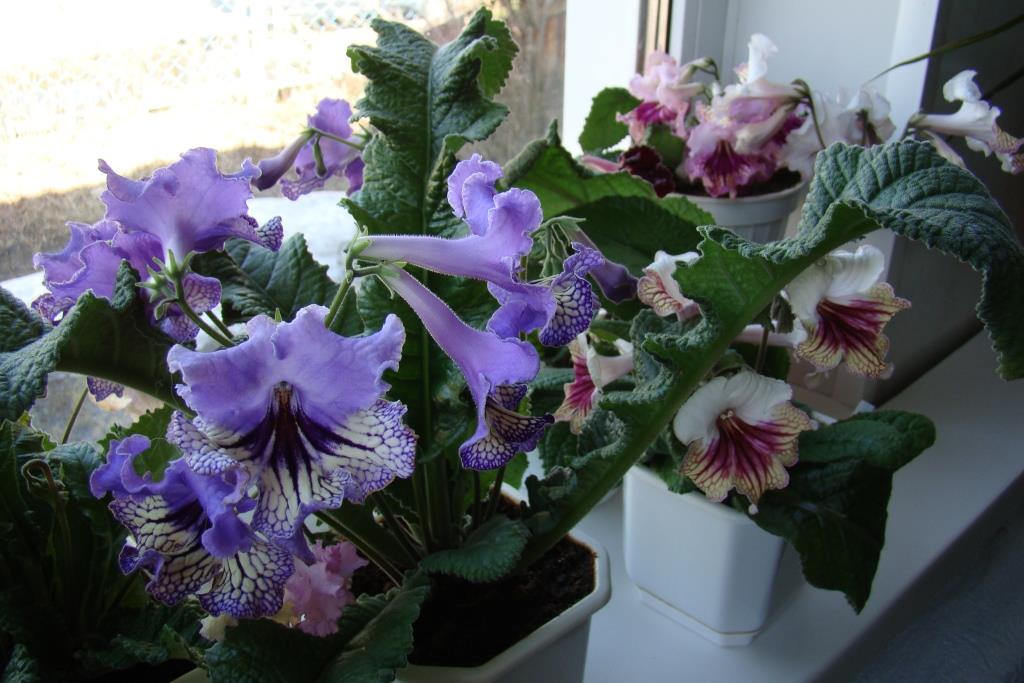 DSC02901.JPG