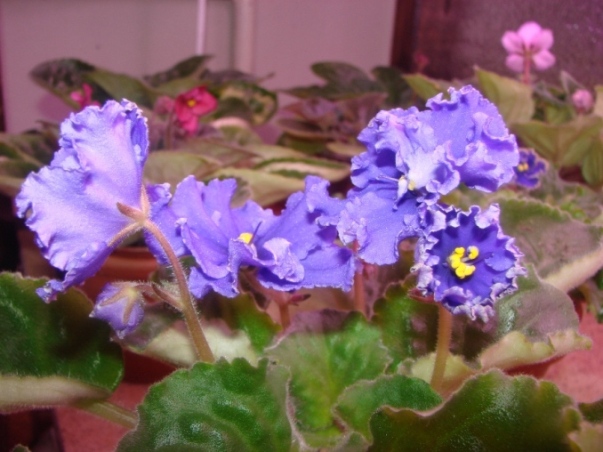 DSC03255.JPG