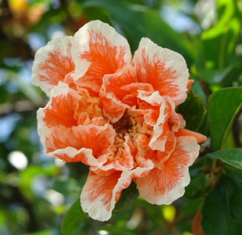 DSC03375.JPG