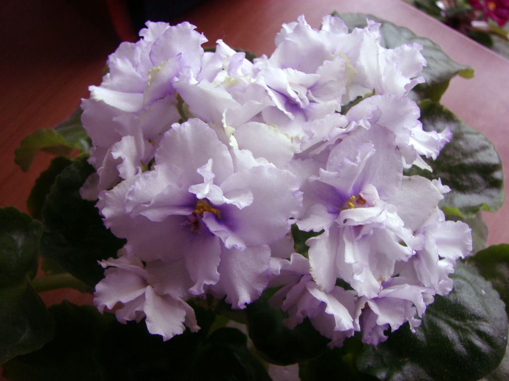 DSC03442.JPG