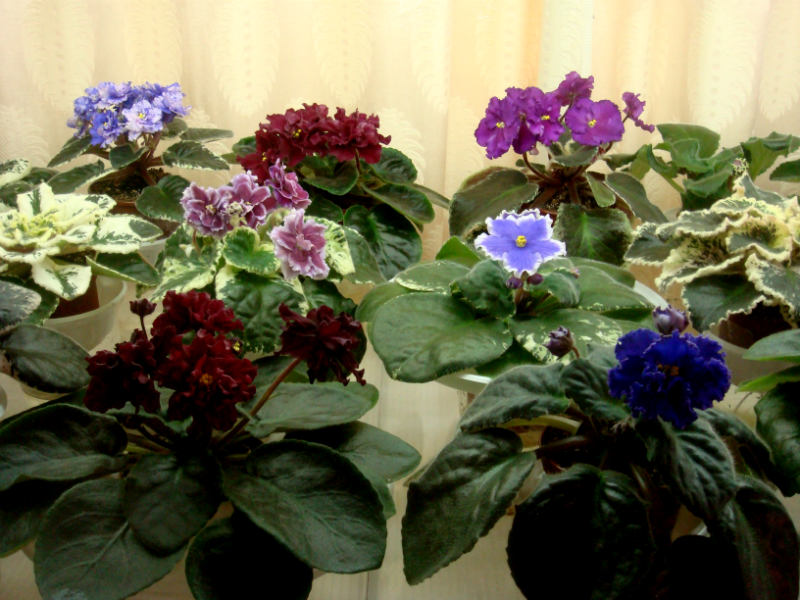 DSC03715.jpg