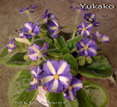 DSC03753.jpg