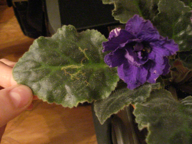 DSC03849.JPG