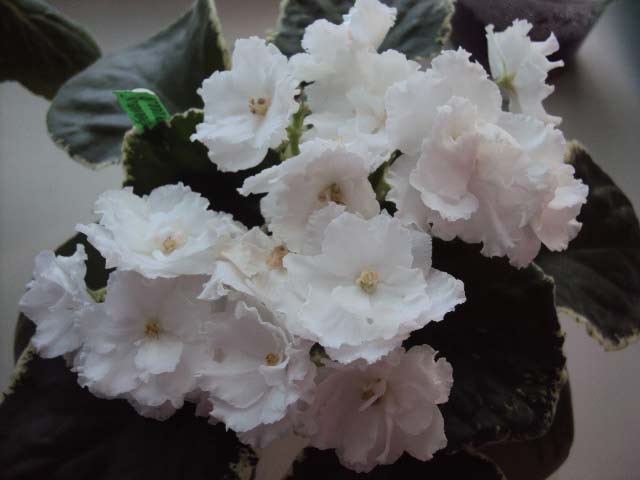 DSC04012.JPG