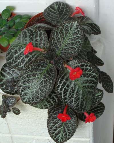 DSC04027.jpg