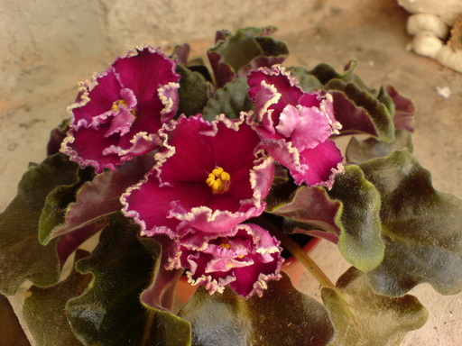 DSC04112.jpg