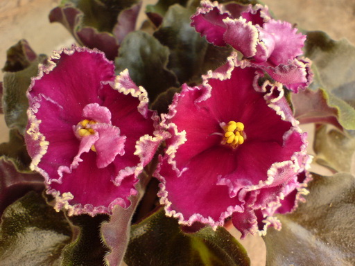 DSC04114.jpg