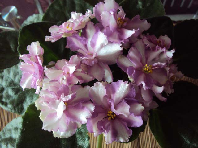 DSC04126.JPG
