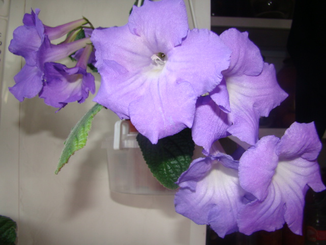 DSC04243.JPG