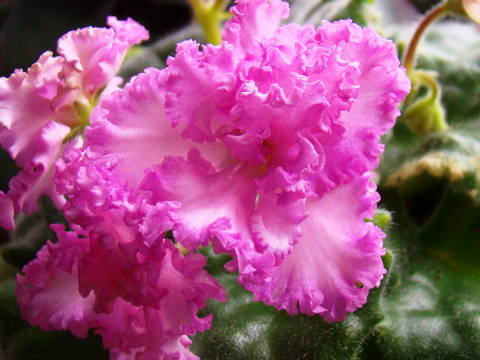 DSC04368.jpg
