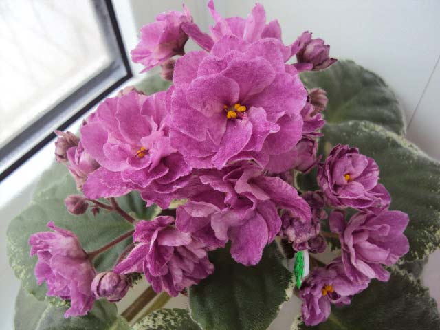 DSC04580.JPG