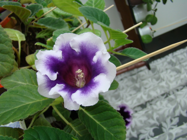 DSC04870.JPG
