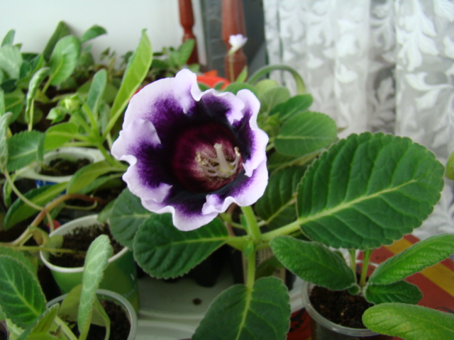 DSC04871.JPG