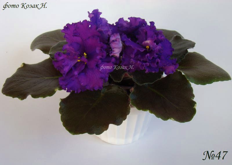 DSC04931 копия.jpg